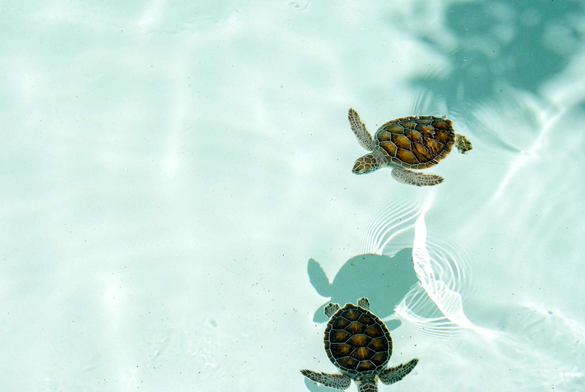 Two Baby Sea Turtles Swimming in the Pool